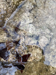 Ambystoma barbouri