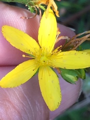 Hypericum perforatum