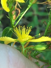 Hypericum perforatum