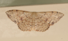 Idaea halmaea