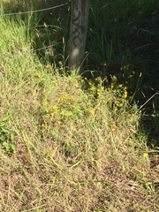 Hypericum perforatum