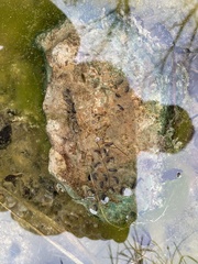 Ambystoma barbouri