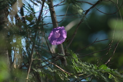 Ipomoea crinicalyx