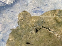 Ambystoma barbouri