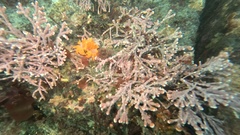 Echidnocerus cibarius