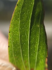 Hypericum perforatum