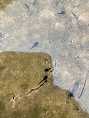 Ambystoma barbouri