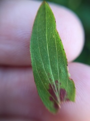Hypericum perforatum