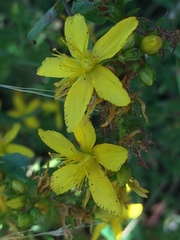 Hypericum perforatum