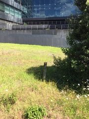 Hypericum perforatum