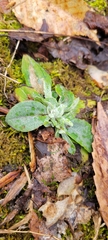 Antennaria plantaginifolia