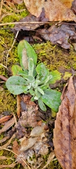 Antennaria plantaginifolia
