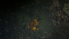 Echidnocerus cibarius