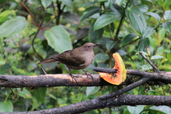 Turdus plebejus