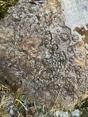 Ambystoma barbouri