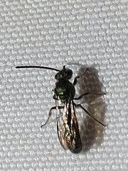 Neocorynura