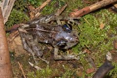 Pristimantis cruentus