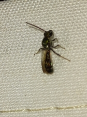 Neocorynura