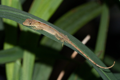 Anolis polylepis