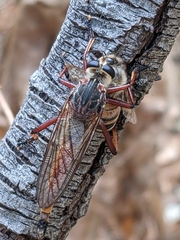 Colepia rufiventris