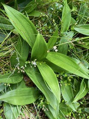 Maianthemum trifolium
