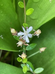 Maianthemum trifolium