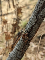 Colepia rufiventris