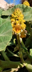 Ibicella lutea