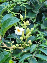 Amphilophium elongatum