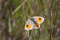 Argyrophenga antipodum