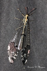 Glenurus peculiaris