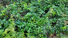 Amphilophium elongatum