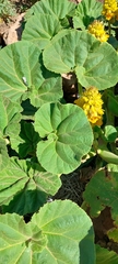 Ibicella lutea