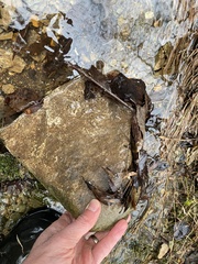 Ambystoma barbouri