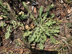 Erigeron quercifolius