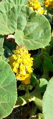 Ibicella lutea