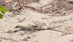 Pholidoscelis exsul