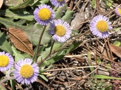 Erigeron quercifolius