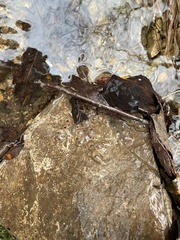 Ambystoma barbouri