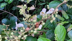 Amphilophium elongatum