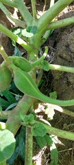 Ibicella lutea