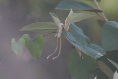 Helicteres baruensis