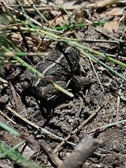 Pleurodema bufoninum