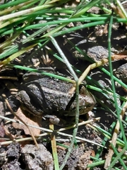 Pleurodema bufoninum