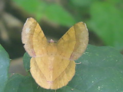 Erastria decrepitaria