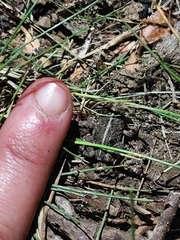 Pleurodema bufoninum