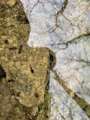 Ambystoma barbouri