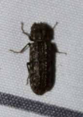 Lichenophanes bicornis