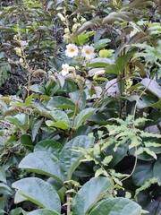 Amphilophium elongatum