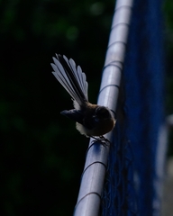 Rhipidura fuliginosa